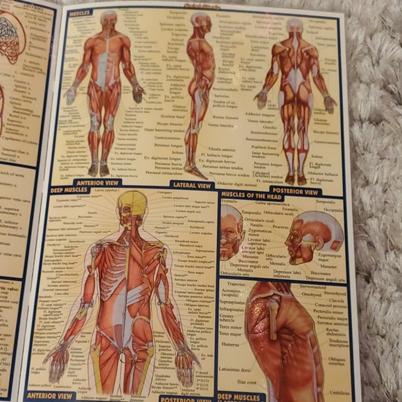 Anatomy quick study guide - Picture 4 of 6